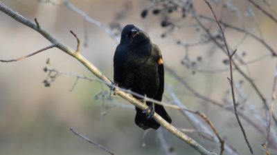 Red-winged blackbird