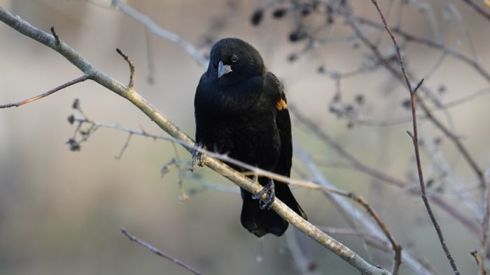 Red-winged-blackbird