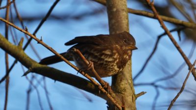 Fox sparrow