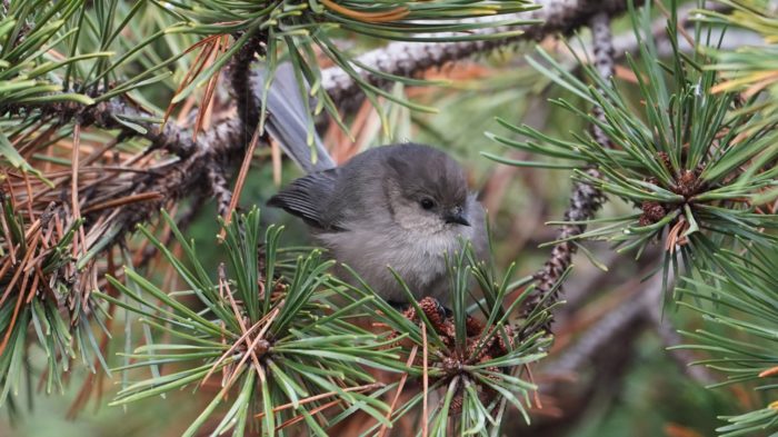 Bushtit