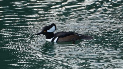 Hooded merganser