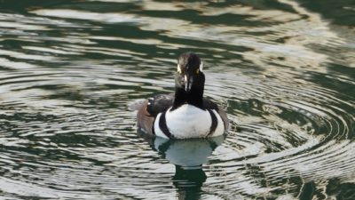 Hooded merganse