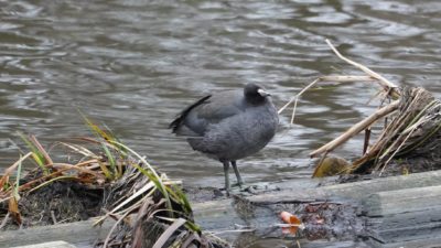 American coot