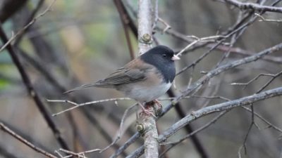 Dark-eyed junco