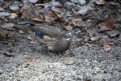 Wood duck