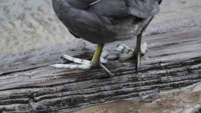 Coot feet