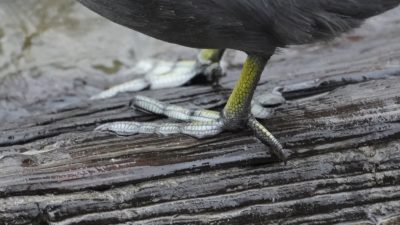 Coot feet