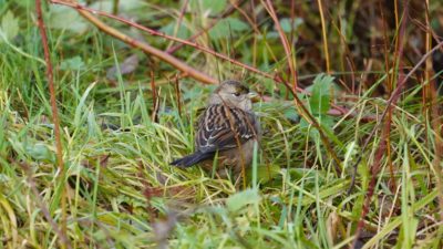 Golden-crowned sparrow