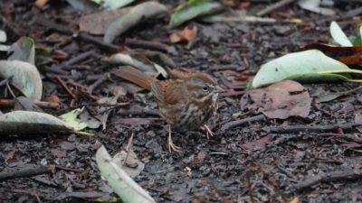 Song sparrow