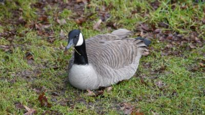 Canada goose