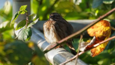 Song sparrow