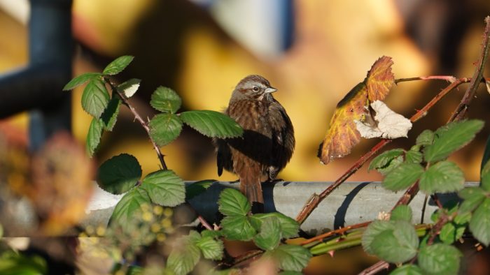 Song sparrow