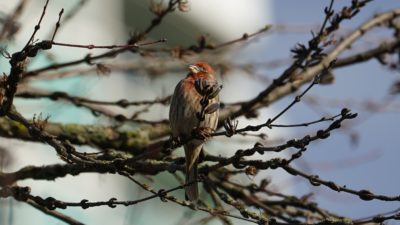 House finch