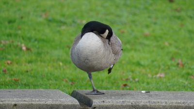 Canada goose