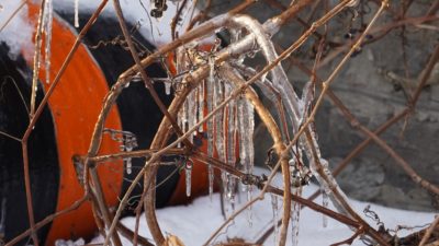 Icy twigs