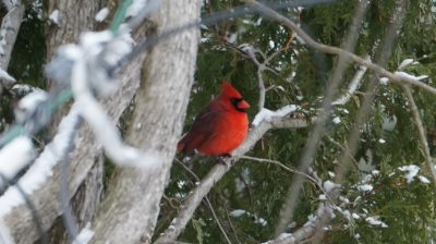 Northern Cardinal