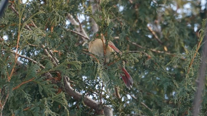 Northern Cardinal