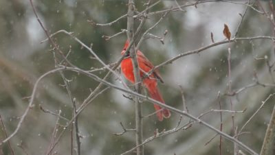 Cardinal in the snow