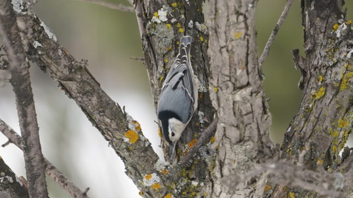 White-breasted nuthatch