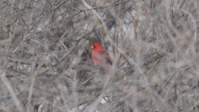 Northern cardinal