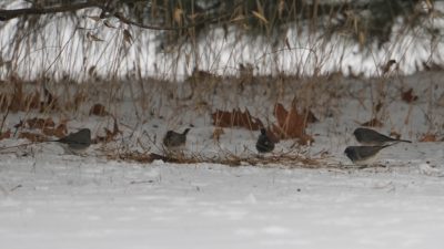 Dark-eyed juncos