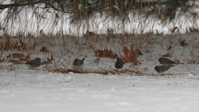 Dark-eyed juncos