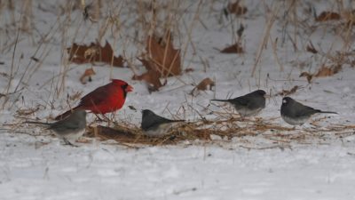 Cardinal and juncos