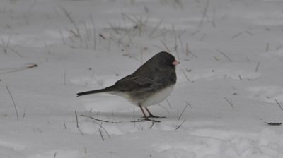 Dark-eyed junco