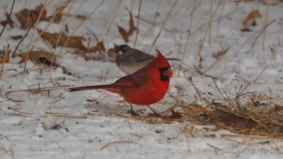 Cardinal and junco