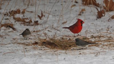 Cardinal and Dark-eyed Juncos