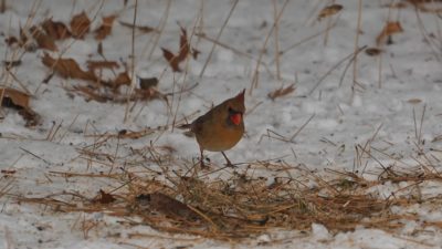 Female cardinal