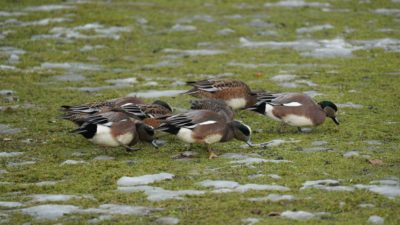 American wigeons