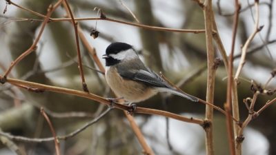 Black-capped Chickadee