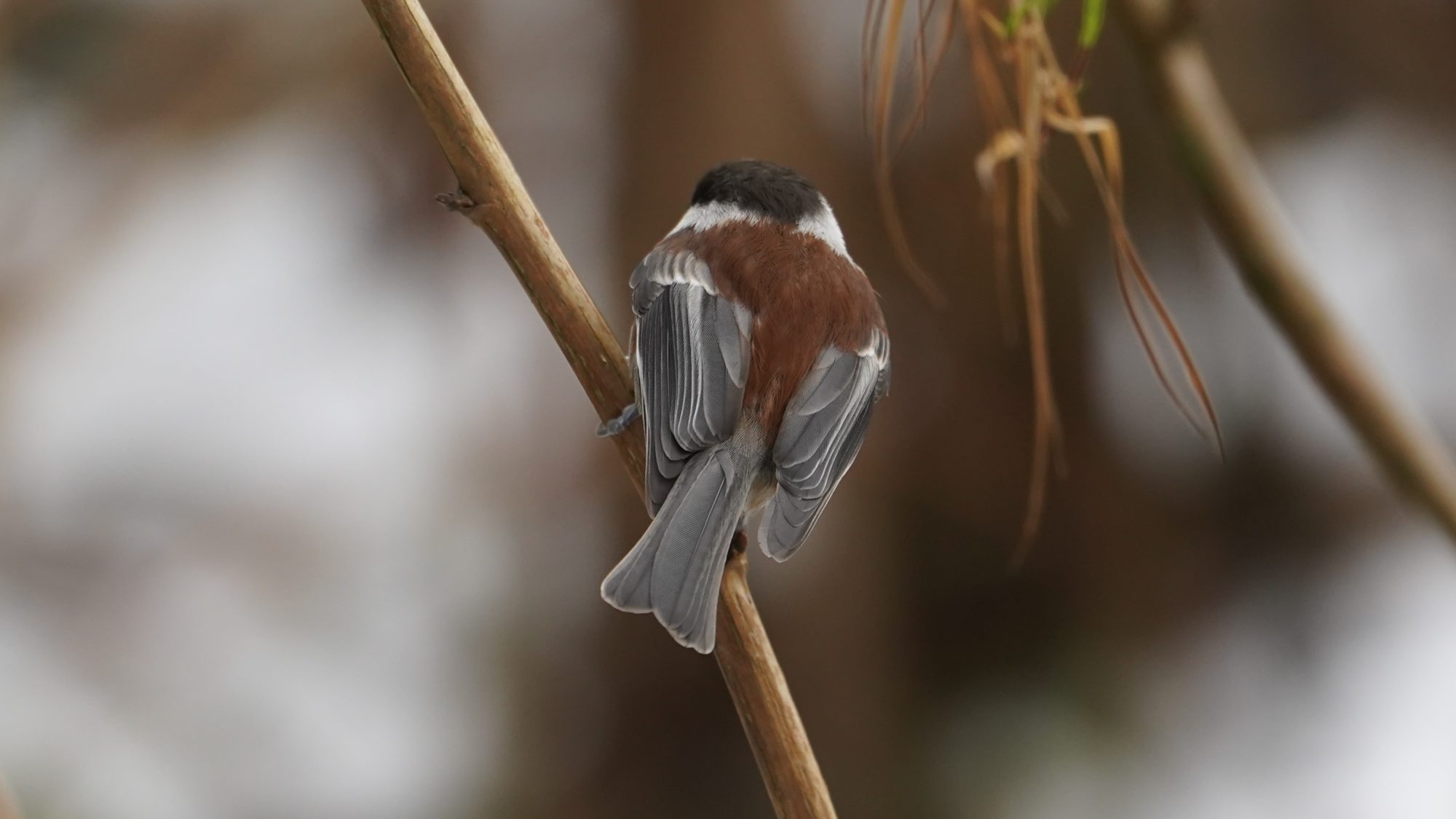 Chestnut-backed chickadee