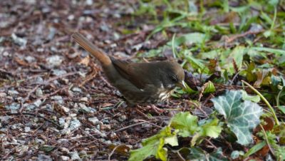 Fox sparrow