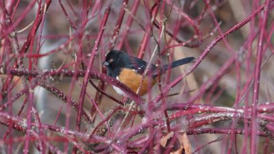 Spotted towhee