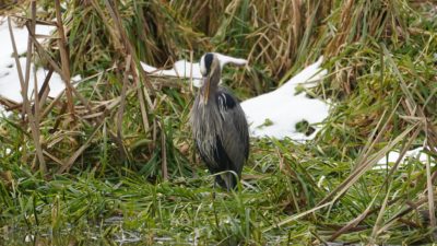 Great Blue Heron