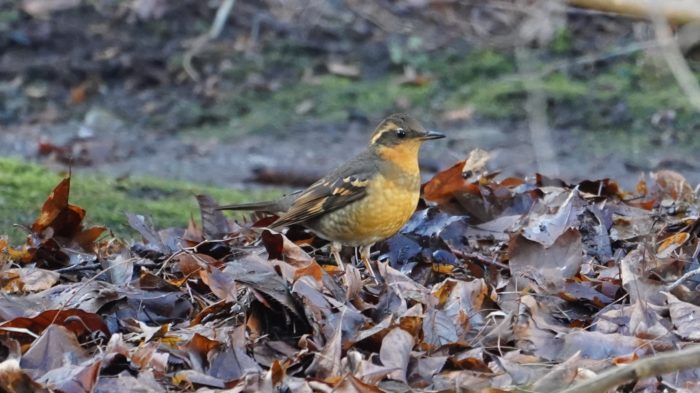 Varied Thrush