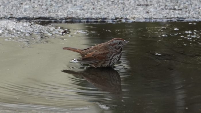 Song sparrow