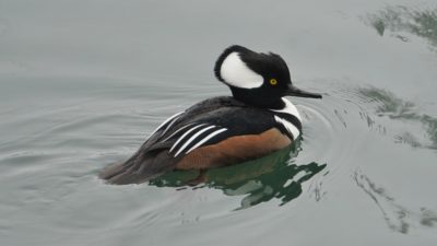 Hooded merganser