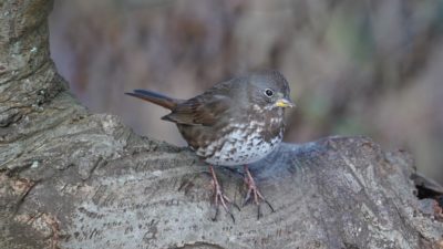 Fox sparrow