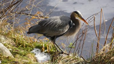 Great blue heron