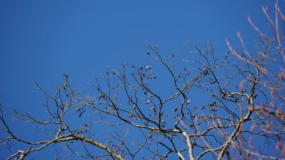 Trees and blue sky