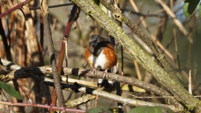 Spotted towhee