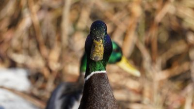 Mallard Duck