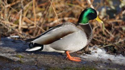 Mallard duck