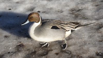 Northern Pintail