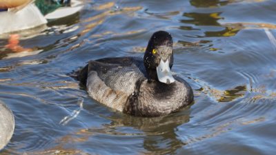 Lesser Scaup