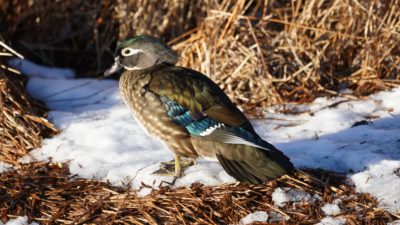 Wood Duck