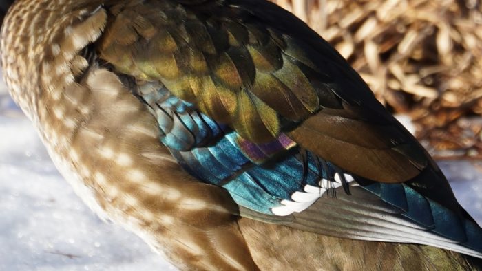 Wood duck close up